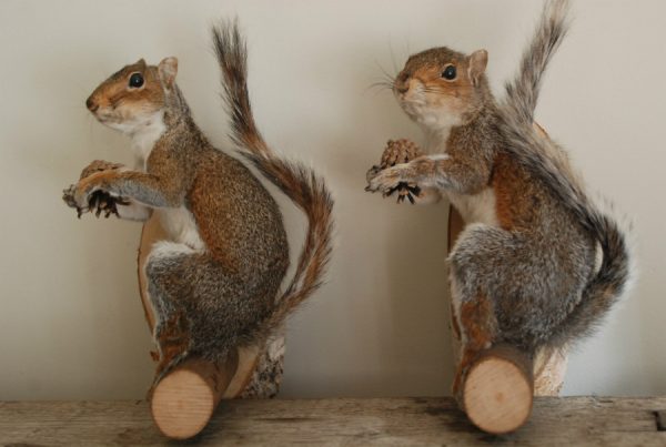 Stuffed gray squirrels.