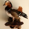 Mounted mandarin duck.