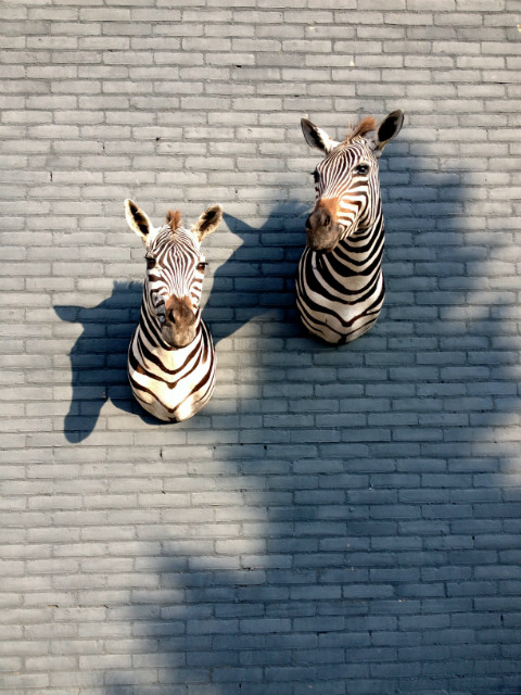 Mooie opgezette zebrakoppen