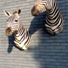 Mooie opgezette zebrakoppen