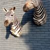 Stuffed zebra heads. Zebra shoulder mount