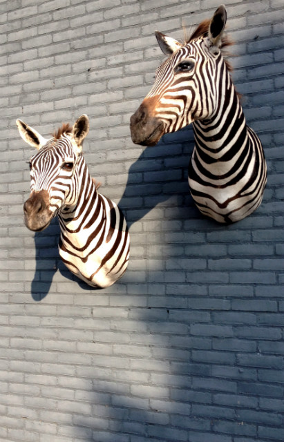 Stuffed zebra heads. Zebra shoulder mount