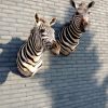 Stuffed zebra heads. Zebra shoulder mount