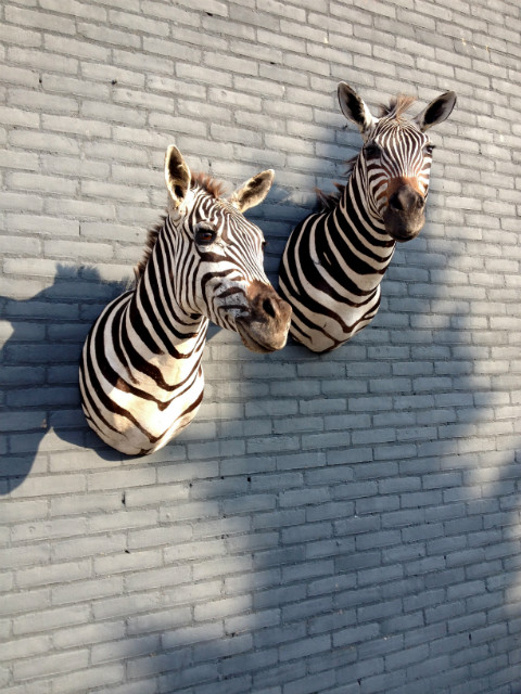 Stuffed zebra heads. Zebra shoulder mount