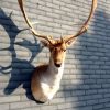 Stuffed head of a fallow deer.