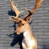 Stuffed head of a fallow deer.