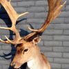 Stuffed head of a fallow deer.