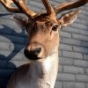 Stuffed head of a fallow deer.