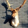 Stuffed head of a fallow deer.