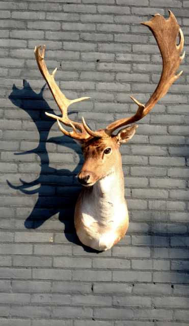 Stuffed head of a fallow deer.