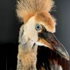 Taxidermy young crane