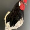 Taxidermy head of a rooster