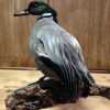 Stately peacock mounted on a wooden pedestal.