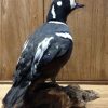 Very fine and rare harlequin duck (Histrionicus histrionicus)