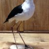 Newly stuffed stilt (Himantopus himantopus)