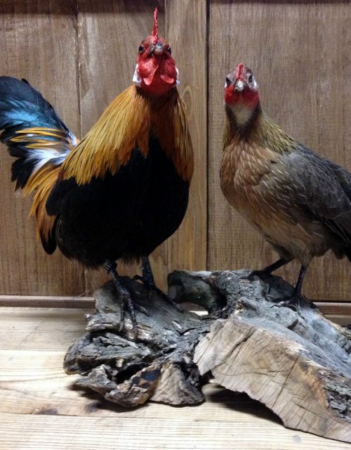 Mounted bantam rooster and hen.