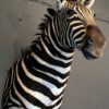 Imposante kop van een zebra.