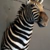 Impressive stuffed head of a zebra.