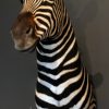 Impressive stuffed head of a zebra.