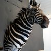 Impressive stuffed head of a zebra.