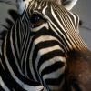 Impressive stuffed head of a zebra.