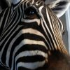 Impressive stuffed head of a zebra.