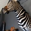 Impressive stuffed head of a zebra.