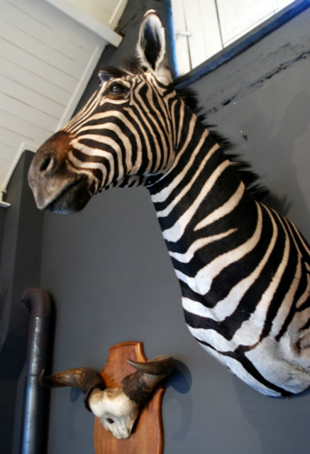 Impressive stuffed head of a zebra.