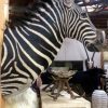 Impressive head of a zebra on a pedestal. Zebra pedestal mount.