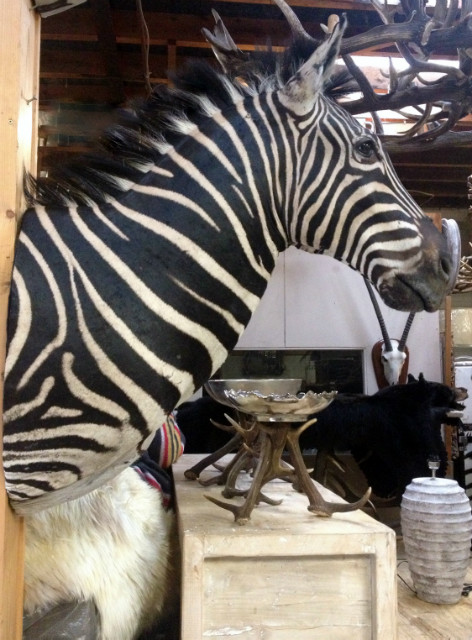 Impressive stuffed head of a zebra.