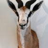 Stuffed heads of springbok.