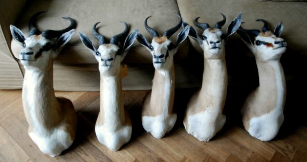 Stuffed heads of springbok.