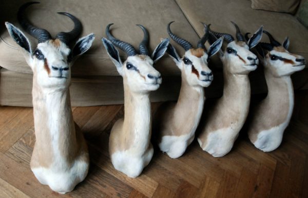 Stuffed heads of springbok.