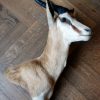 Stuffed head of a springbok.