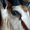 Stuffed head of a springbok.