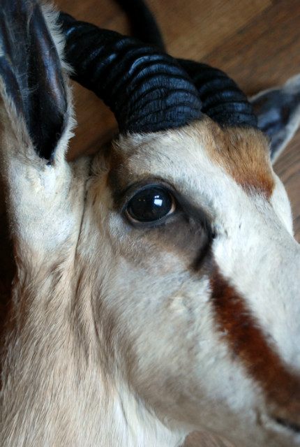 Opgezette kop van een springbok.