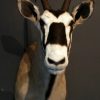 Mooie opgezette kop van een oryx.