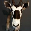 Beautiful stuffed head of an oryx.