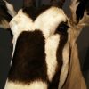 Mooie opgezette kop van een oryx.