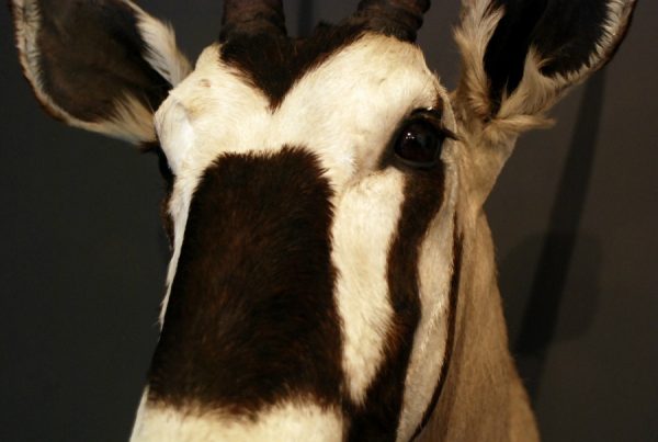 Beautiful stuffed head of an oryx.