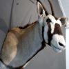 Beautiful stuffed head of an oryx.