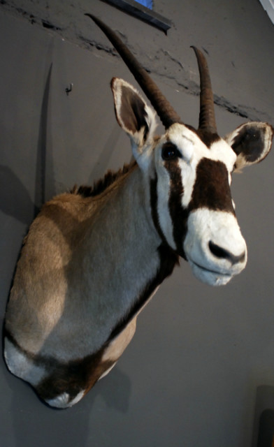 Beautiful stuffed head of an oryx.