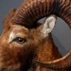 Stuffed head of a big mouflon.