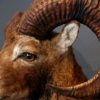 Vitage opgezette kop van een kapitale mouflon ram.