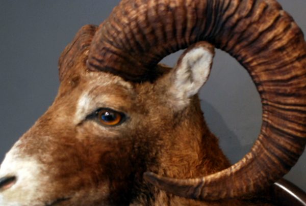 Stuffed head of a big mouflon.