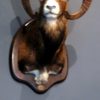 Stuffed head of a big mouflon.