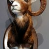 Stuffed head of a big mouflon.