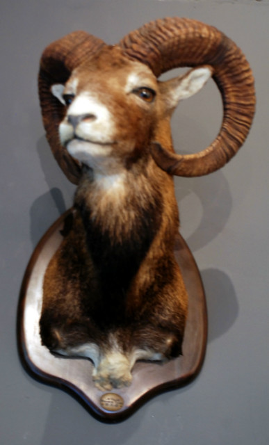 Stuffed head of a big mouflon.