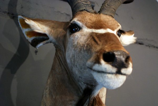 Enorme opgezette kop van een kudu.