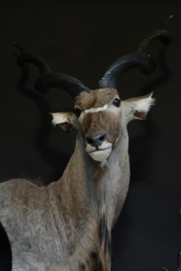Huge trophy head of a capital kudu.